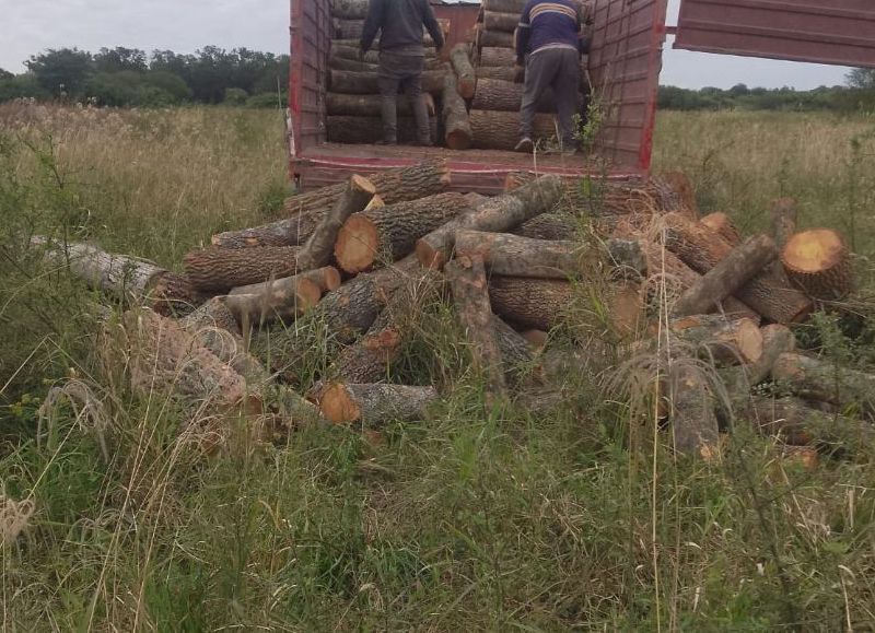 Secuestran cinco toneladas de leña ilegal y cuatro caballos sueltos en Tres Isletas