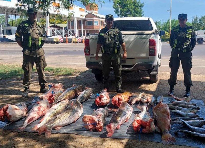 Gendarmería Nacional incautó 29 pescados en el Puente "General Belgrano"