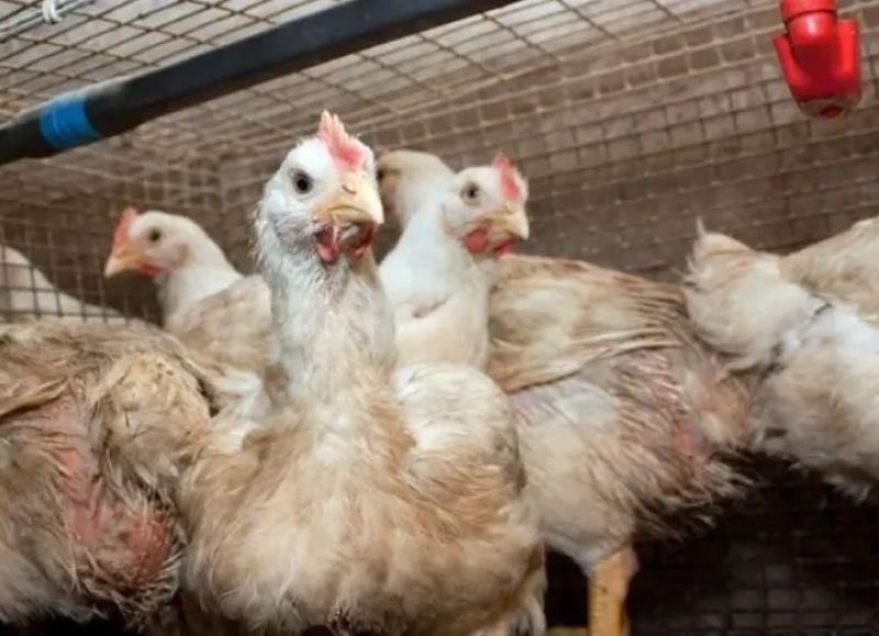 El Senasa confirmó el primer caso de influenza aviar en el Chaco