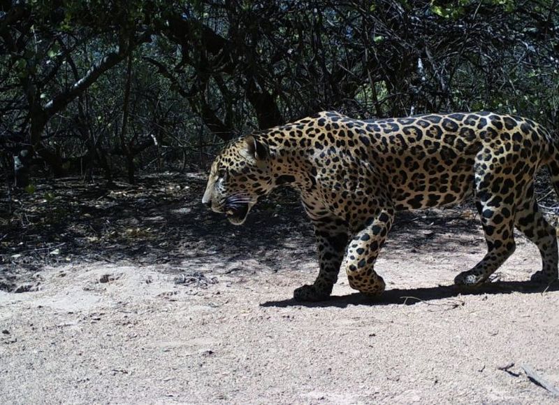 Confirmaron la presencia de un yaguareté en Villa Río Bermejito