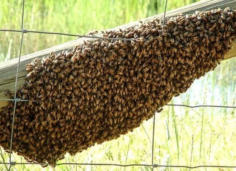 Ataque de abejas dejó seis personas hospitalizadas en Chorotis