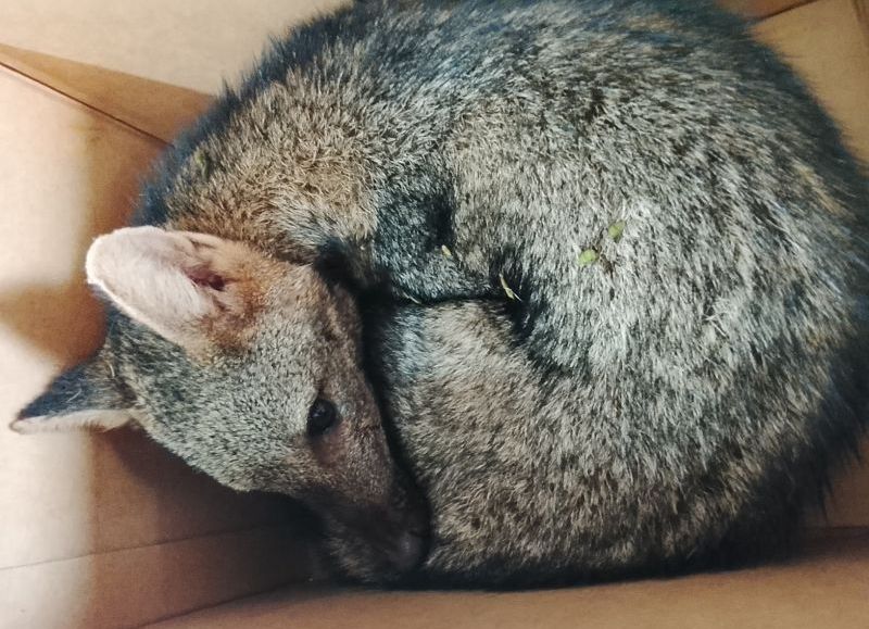 Rescatan un cachorro de aguará guazú herido en Colonia Benítez