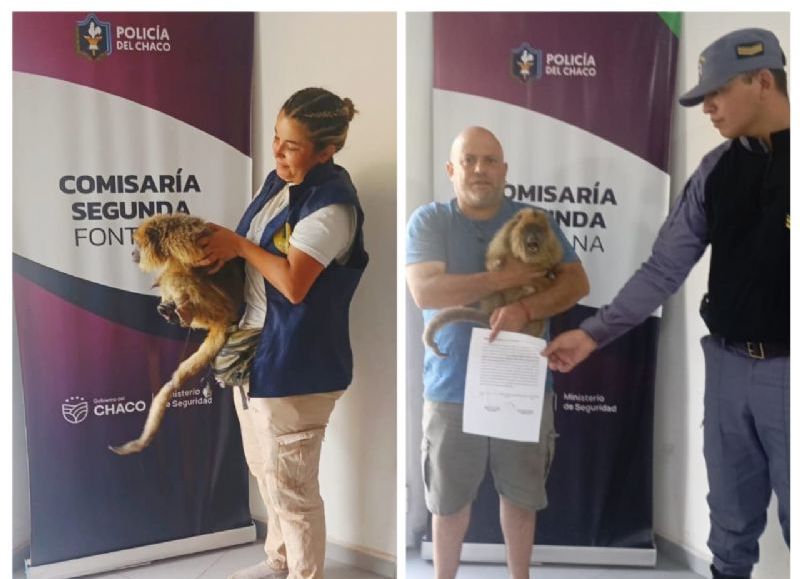 Resguardaron un mono aullador que deambulaba por distintos sectores de Fontana