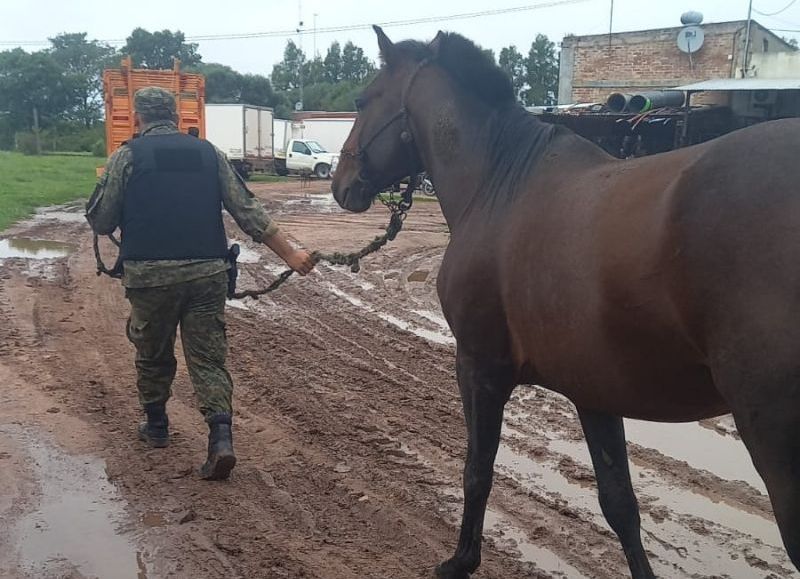Secuestraron caballos y recuperaron un bovino que había sido robado