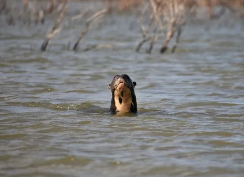 Histórico: nacieron tres nutrias gigantes en El Impenetrable