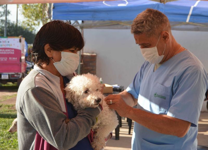 Otras 100 mascotas fueron castradas por el programa municipal en Resistencia